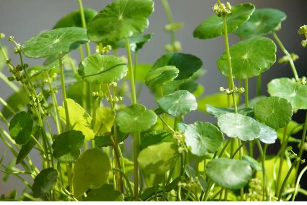 金钱草怎么养,注意要保持土壤湿润