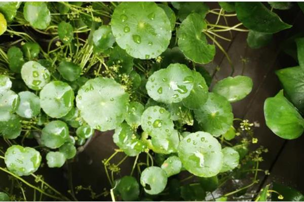 金钱草怎么养,注意要保持土壤湿润