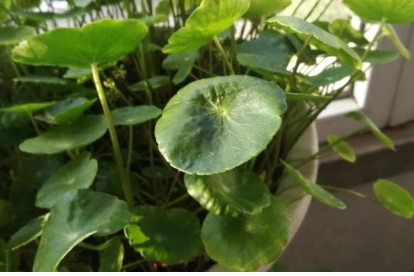 金钱草怎么养,注意要保持土壤湿润