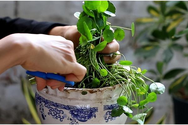 金钱草怎么养,注意要保持土壤湿润