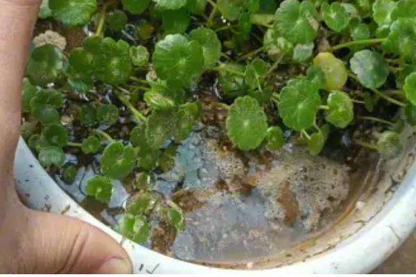 金钱草怎么养,注意要保持土壤湿润