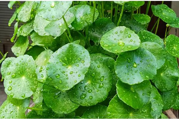 金钱草怎么养,注意要保持土壤湿润