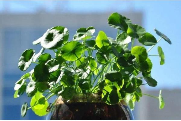 金钱草怎么养,注意要保持土壤湿润