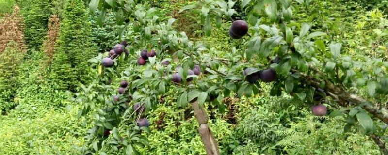 美国布朗李的栽培技术,施肥基肥以秋实为好