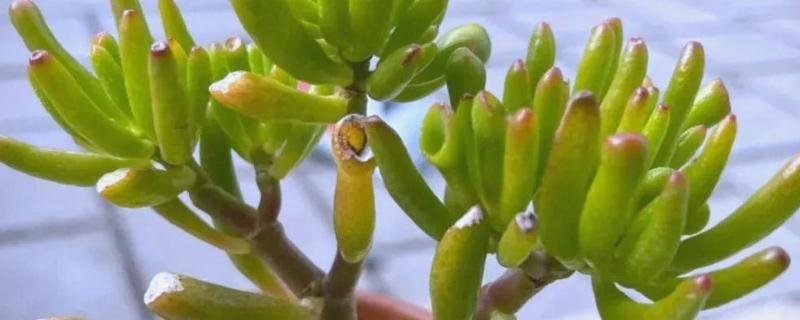 吸财树的修剪方法，剪除长势弱或过高的枝条