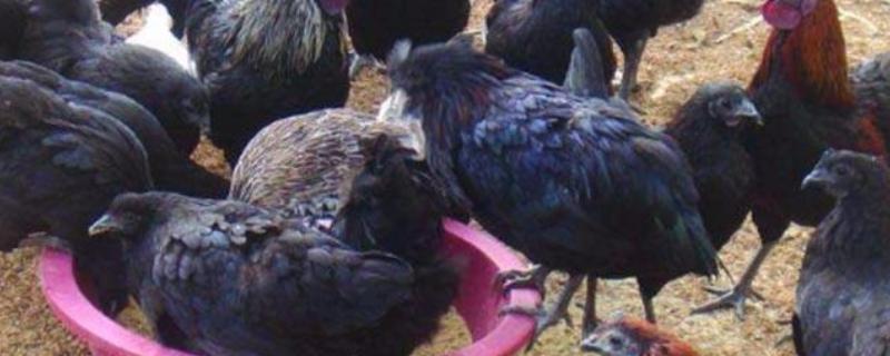 高产麻羽绿壳蛋鸡有什么特点，体型小适应性较强、产下的蛋呈绿色