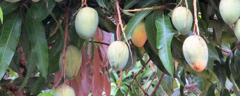 芒果露水斑如何预防，中后期合理使用调节剂