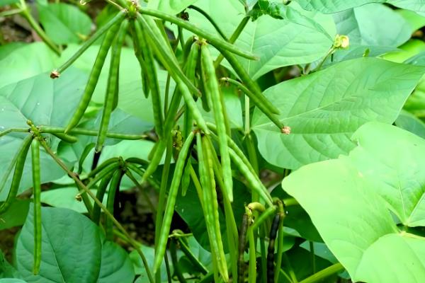 我国的绿豆产于哪里,主产于黄河流域、淮河流域及东北地区