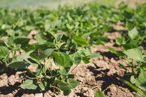 我国的绿豆产于哪里,主产于黄河流域、淮河流域及东北地区