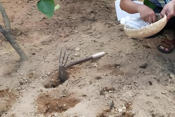 我国的绿豆产于哪里,主产于黄河流域、淮河流域及东北地区