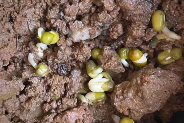 我国的绿豆产于哪里,主产于黄河流域、淮河流域及东北地区