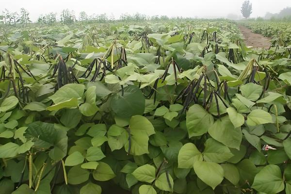 我国的绿豆产于哪里,主产于黄河流域、淮河流域及东北地区