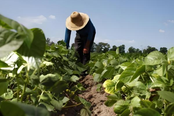 我国的绿豆产于哪里,主产于黄河流域、淮河流域及东北地区