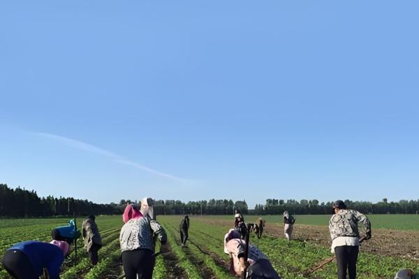 我国的绿豆产于哪里,主产于黄河流域、淮河流域及东北地区