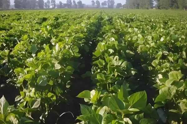 我国的绿豆产于哪里,主产于黄河流域、淮河流域及东北地区