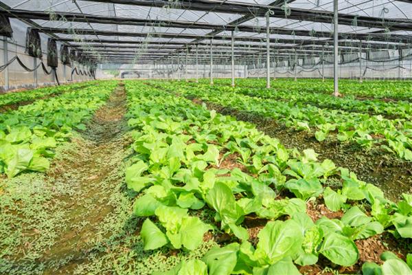 早春冷棚大白菜怎么种植,气温低于5℃时要将门窗密封严实