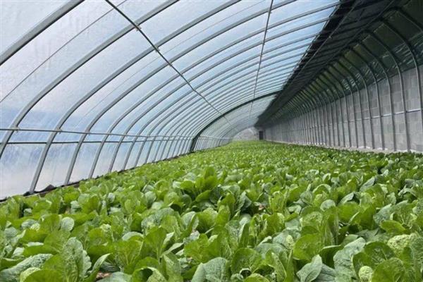 早春冷棚大白菜怎么种植,气温低于5℃时要将门窗密封严实