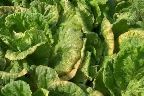 早春冷棚大白菜怎么种植,气温低于5℃时要将门窗密封严实