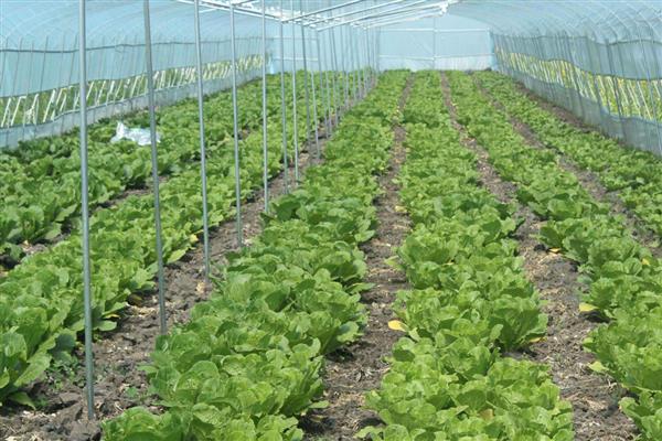 早春冷棚大白菜怎么种植,气温低于5℃时要将门窗密封严实