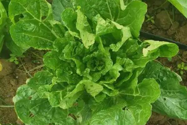 早春冷棚大白菜怎么种植,气温低于5℃时要将门窗密封严实