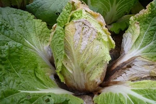 早春冷棚大白菜怎么种植,气温低于5℃时要将门窗密封严实