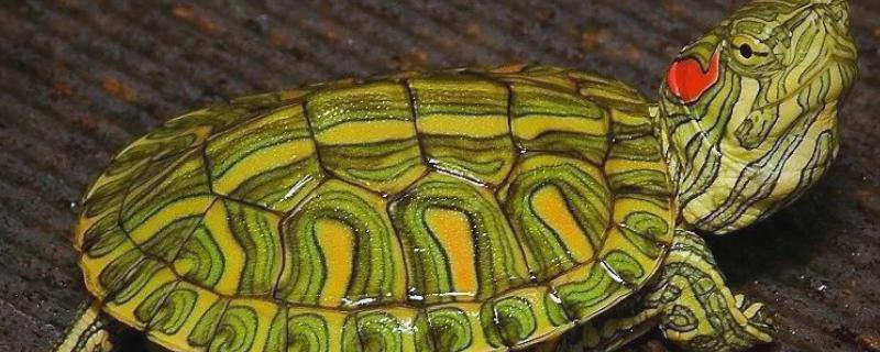 巴西红耳龟是深水龟吗,并不属于深水龟