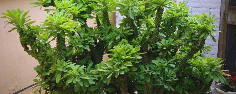 麒麟掌曲霉腐烂病怎么防治,喷施苯菌灵可湿性粉剂等药物