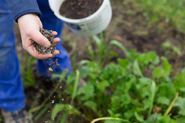 花草施肥后要不要浇水，通常是需要浇水的