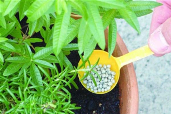 花草施肥后要不要浇水，通常是需要浇水的