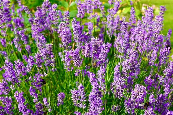 花草施肥后要不要浇水，通常是需要浇水的