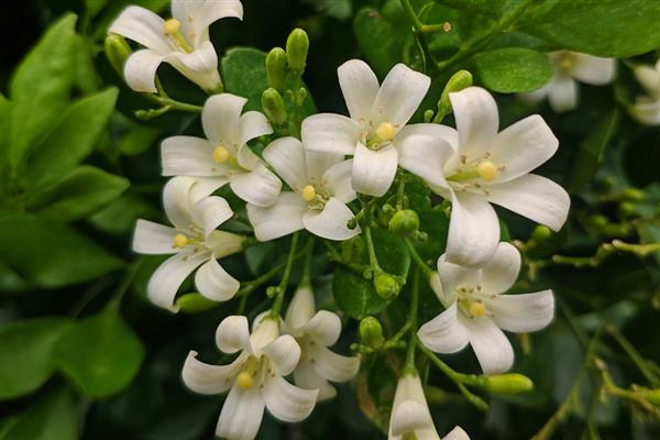 花草施肥后要不要浇水，通常是需要浇水的