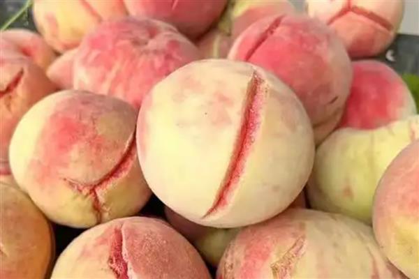 桃子成熟期为什么会烂果，病虫害侵害时会导致烂果