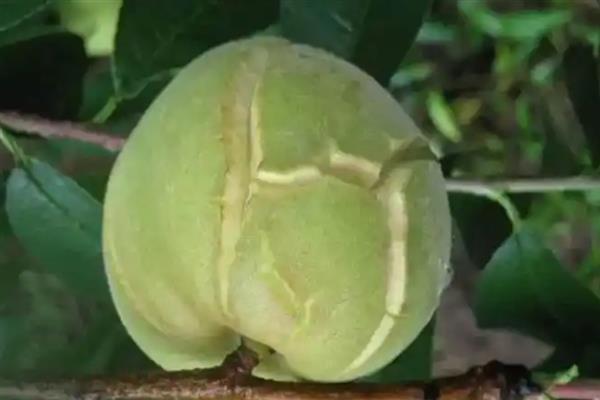 桃子成熟期为什么会烂果，病虫害侵害时会导致烂果