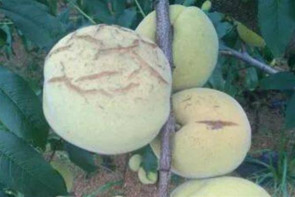 桃子成熟期为什么会烂果，病虫害侵害时会导致烂果