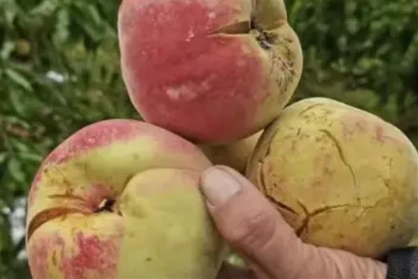 桃子成熟期为什么会烂果，病虫害侵害时会导致烂果