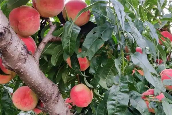 桃子成熟期为什么会烂果，病虫害侵害时会导致烂果