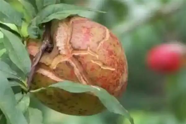 桃子成熟期为什么会烂果，病虫害侵害时会导致烂果