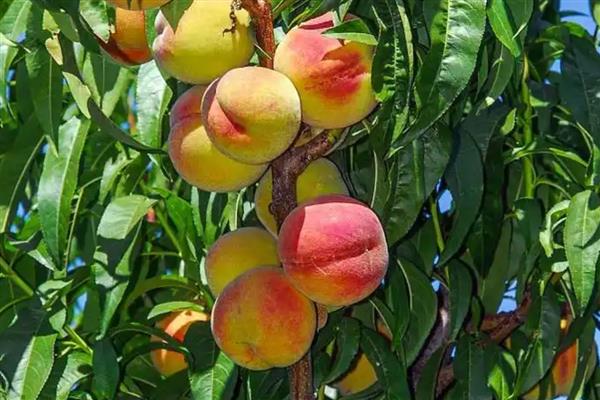 桃子成熟期为什么会烂果，病虫害侵害时会导致烂果