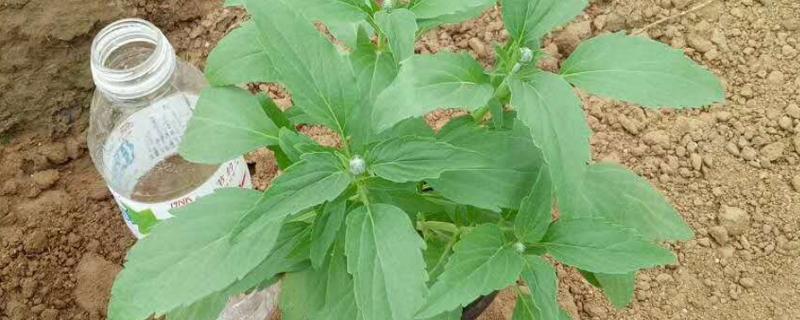 鼠尾草能不能扦插繁殖,扦插时间以春季为宜