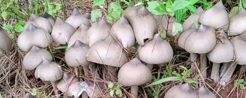 鸡枞能人工种植吗，可以人工种植