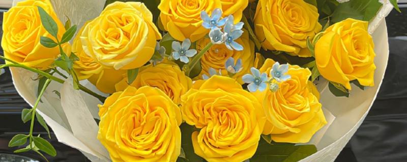 男生赠送黄玫瑰的含义，代表爱恋与期许、友谊长存等意思