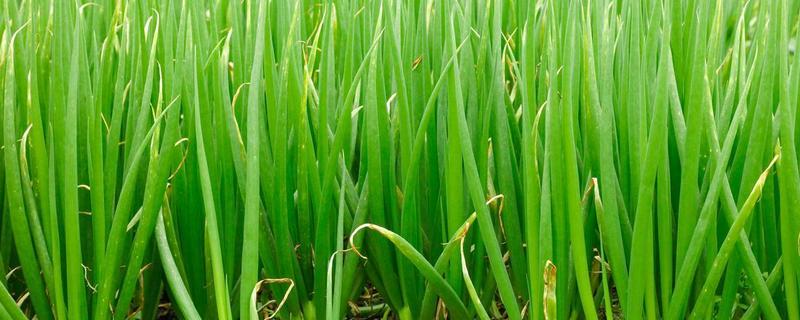 大葱怎么追肥,立秋要追施农家肥和尿素