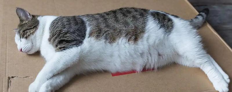 猫咪为什么一抽一抽的,可能是打嗝、消化道疾病等因素所致