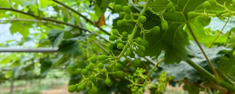 葡萄的生长要求，年降水量达到600-800毫米适合它生长发育