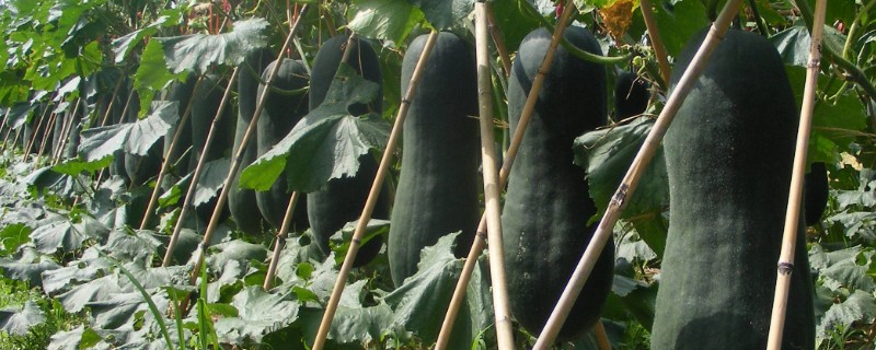 种植冬瓜有哪些注意事项，修剪只留一个主蔓