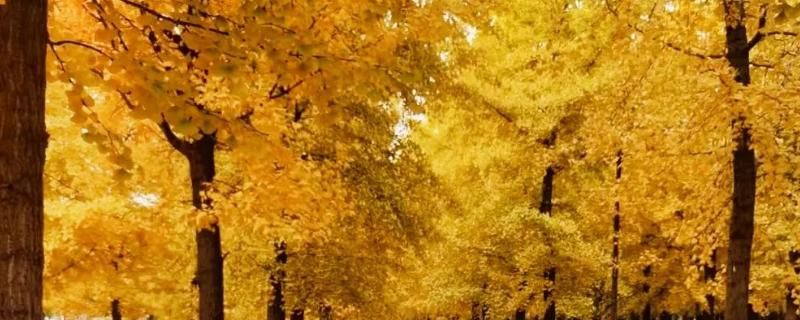 银杏被称为活化石的原因，早在两亿七千万年前便已存在