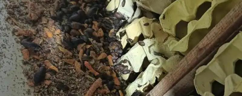 如何人工养殖蟑螂，一般在下午6点左右喂食