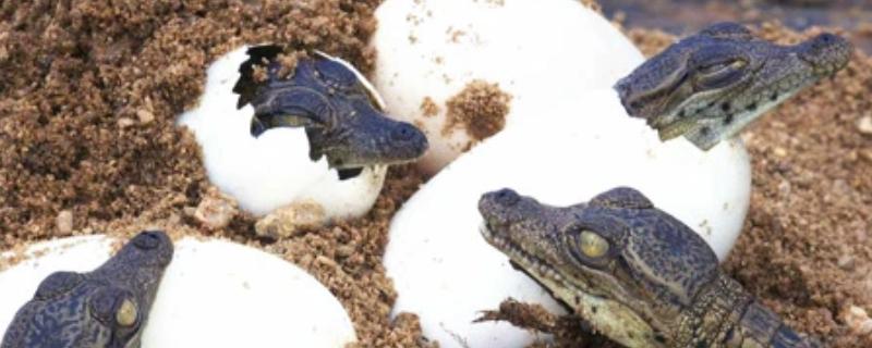 鳄鱼的繁殖方法，交配后会产卵