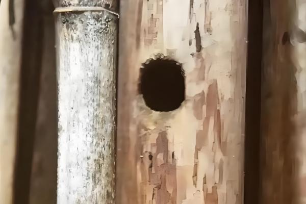 竹筒蜂的捕捉配方，用金银花、杭菊花等材料碾成粉再掺入白糖粉