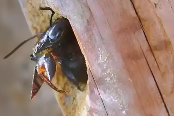 竹筒蜂的捕捉配方，用金银花、杭菊花等材料碾成粉再掺入白糖粉